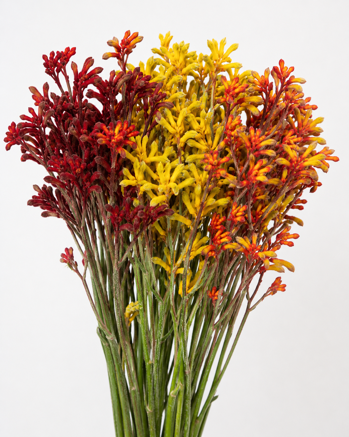 Kangaroo Paw